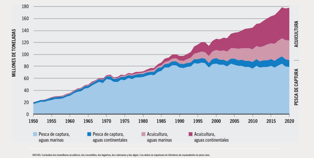 Aumento de pesca y acuicultura según FAO | FFF