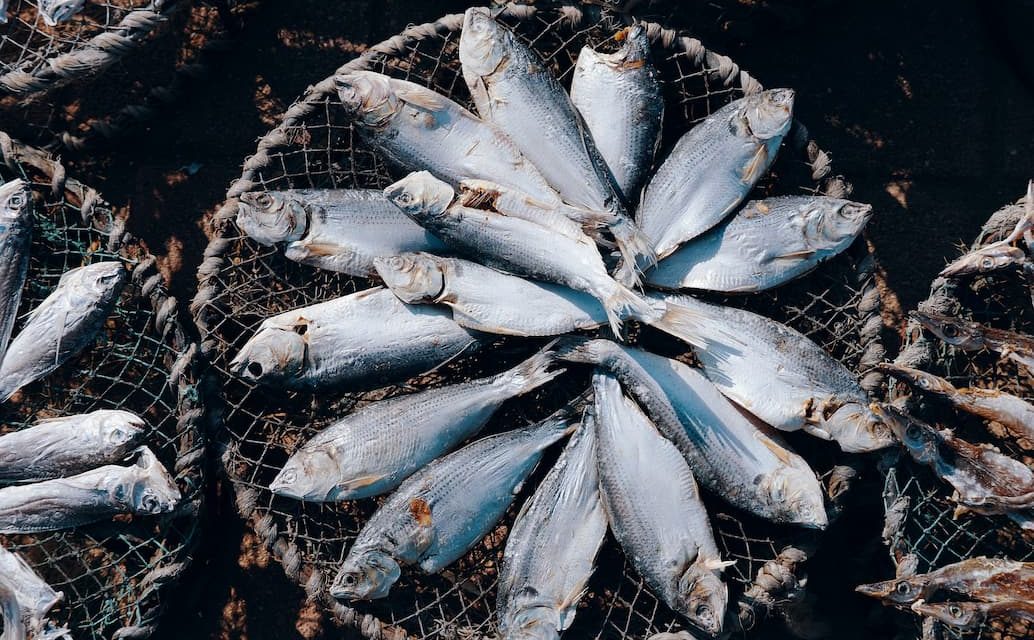 https://www.fishfarmfeeder.com/wp-content/uploads/2023/06/technical-soluciones-for-aquaculture-when-lacking-professional-staff-1034x640.jpg
