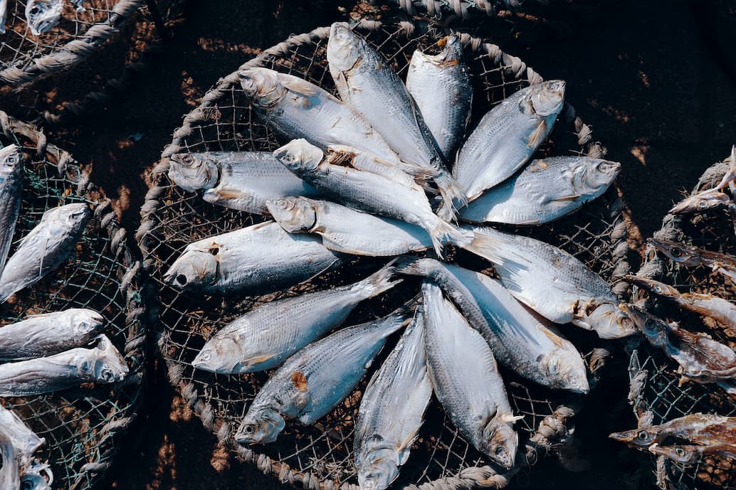https://www.fishfarmfeeder.com/wp-content/uploads/2023/06/technical-soluciones-for-aquaculture-when-lacking-professional-staff.jpg