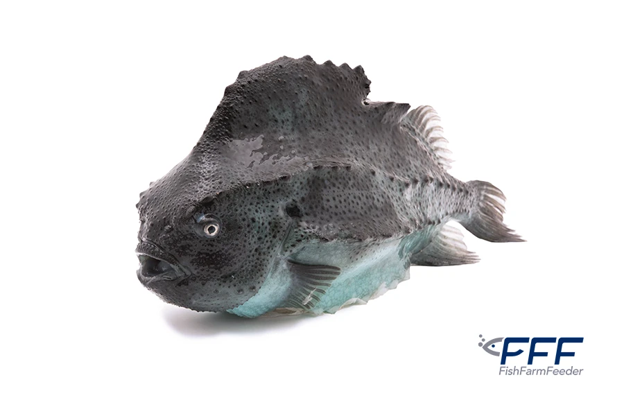 Lumpu Lumpfish Cyclopterus Lumpus Pezlimpiador