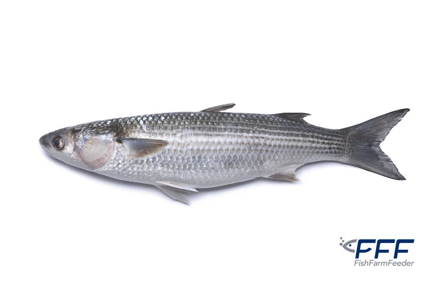 Mugil Lisa Mugil Cephalus