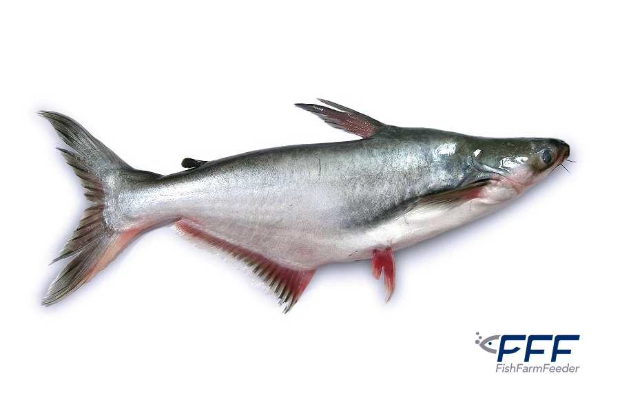 Pangasianodon Hypophthalmus 2