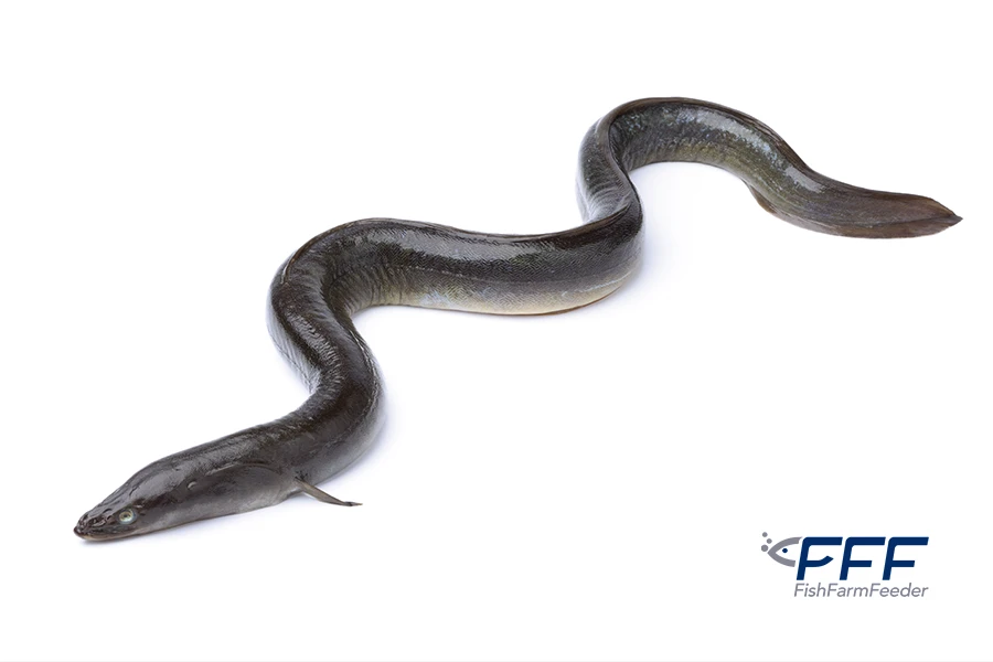 Anguila Europea