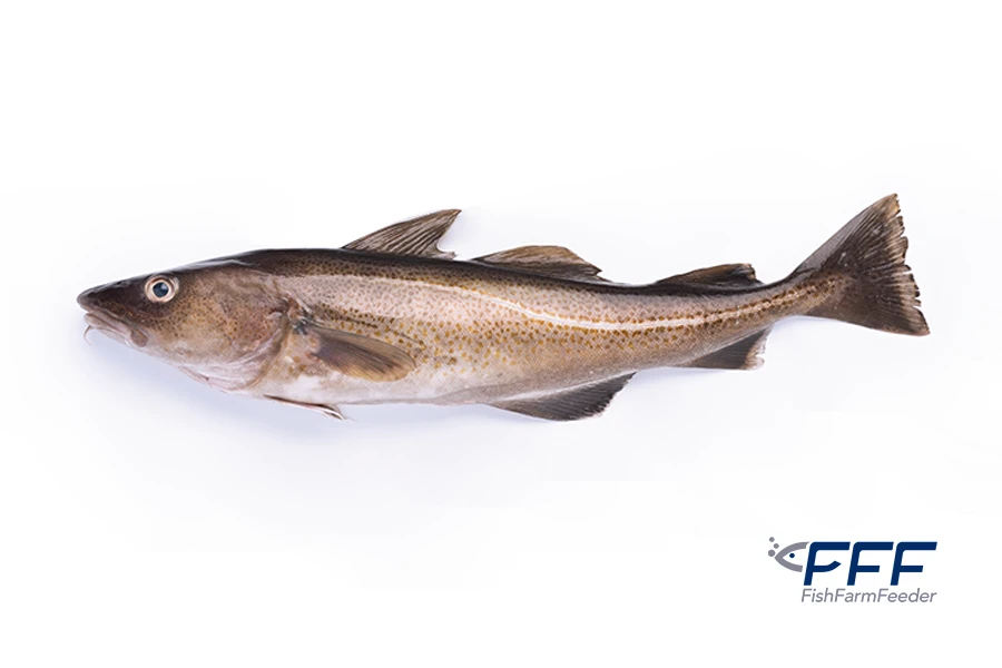 Bacalao Atlantico 1
