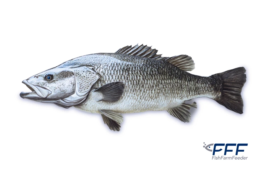 Barramundi Lates Calcarifer