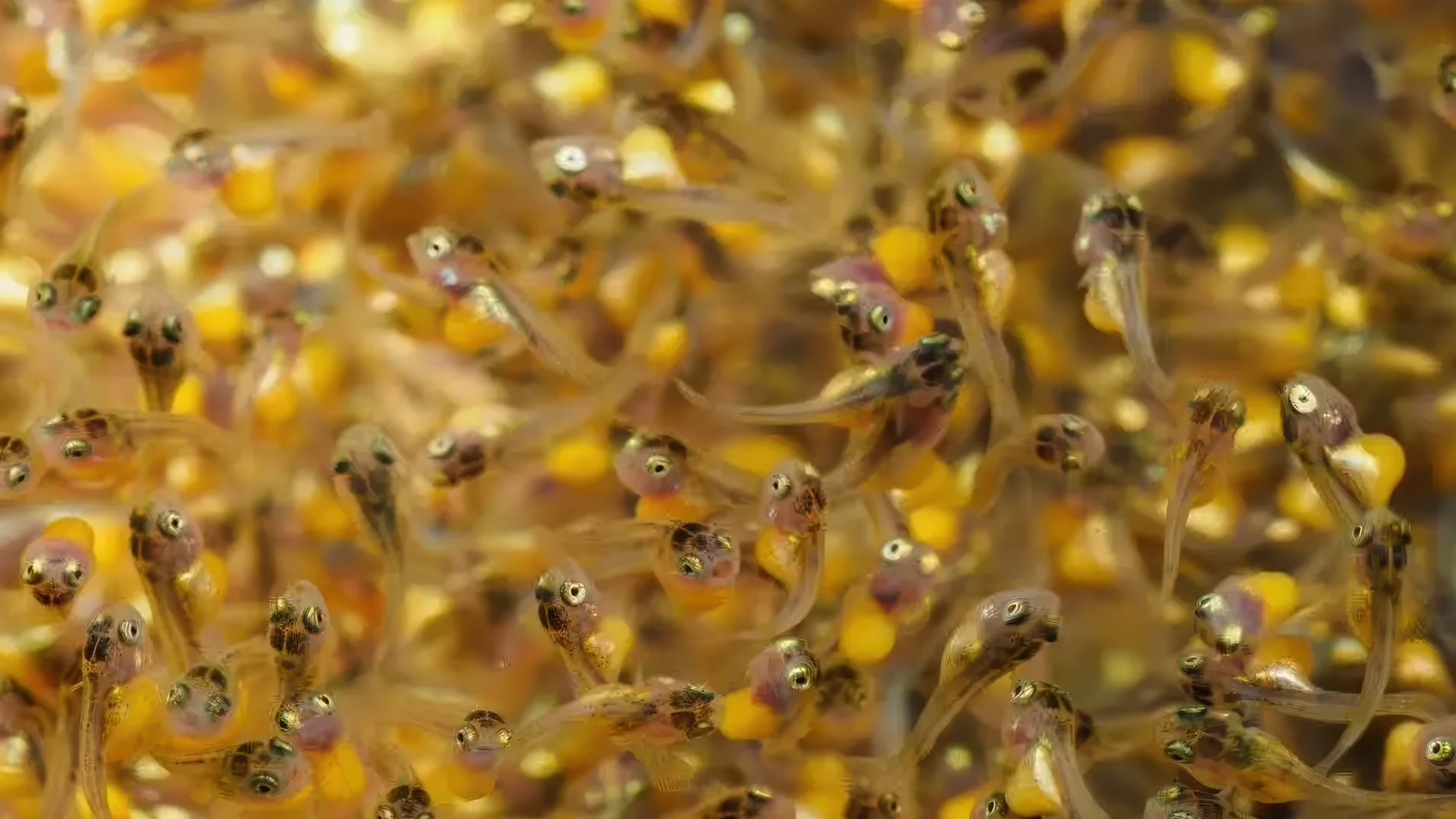 Blog 32.1 Automatic Feed Systems Aquaculture Fff