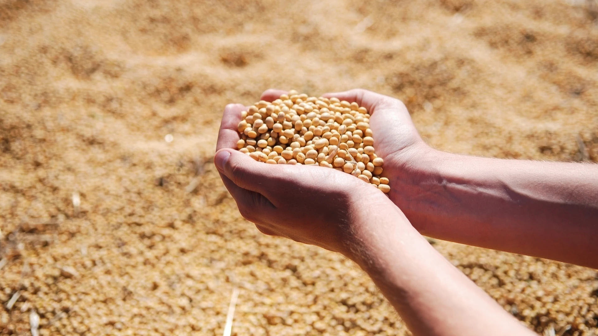 Blog 4.3 Soja Componente De Alimento Para Peces Acuicultura 1