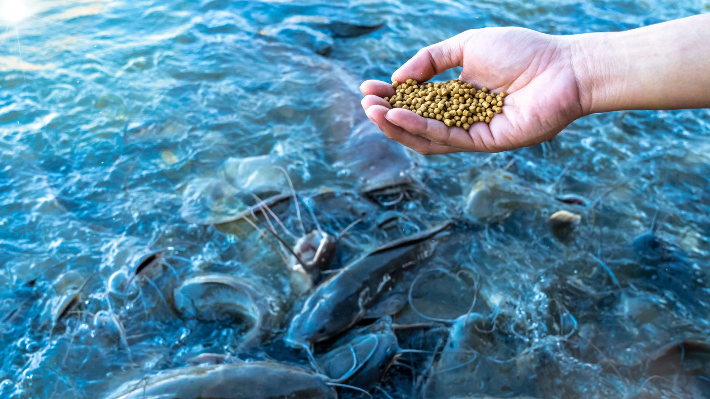 Astaxanthin supplier Astaxanthin supplier