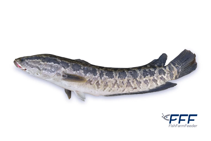 Cabeza Serpiente Channa Spp