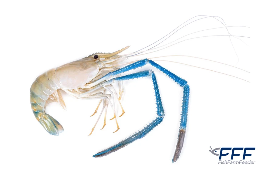Camaron Rio Macrobrachium Rosenbergii
