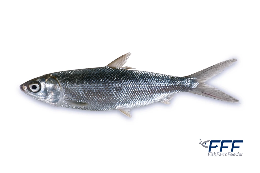 Chano Milkfish