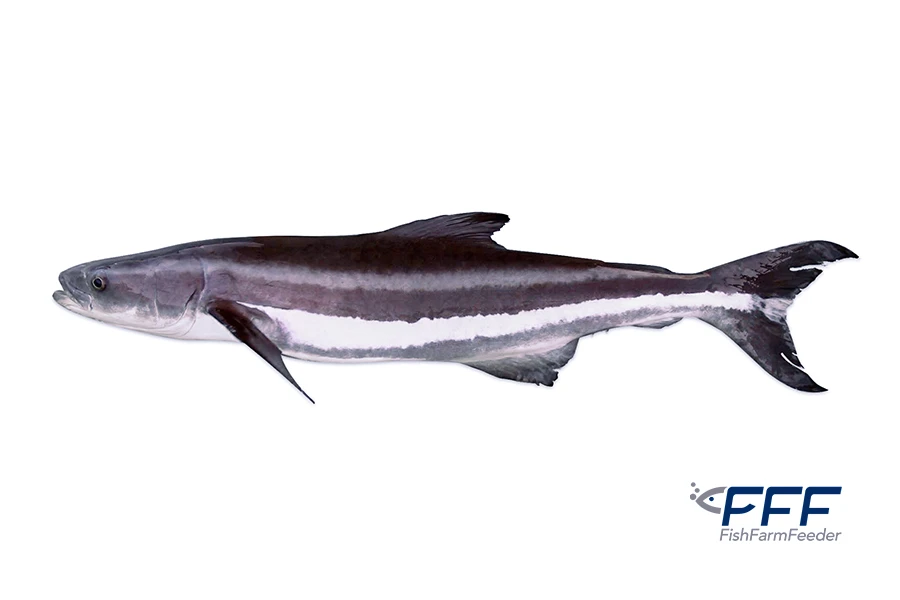 Cobia