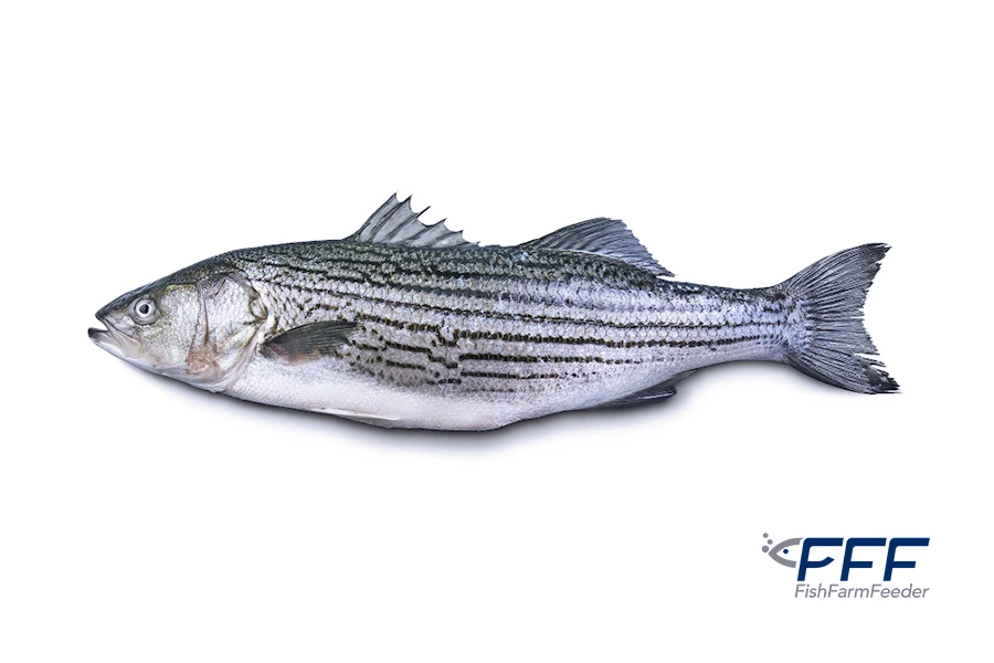 Corvina Rayada Hibrida