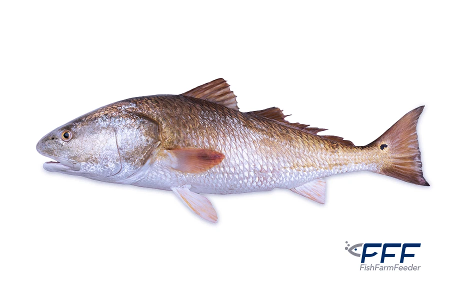 Corvina Roja