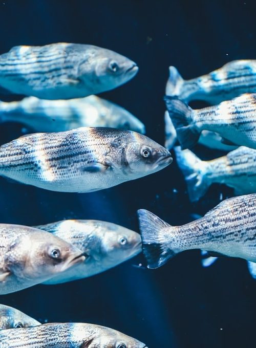 Fcr Peces Camaron Acucicultura