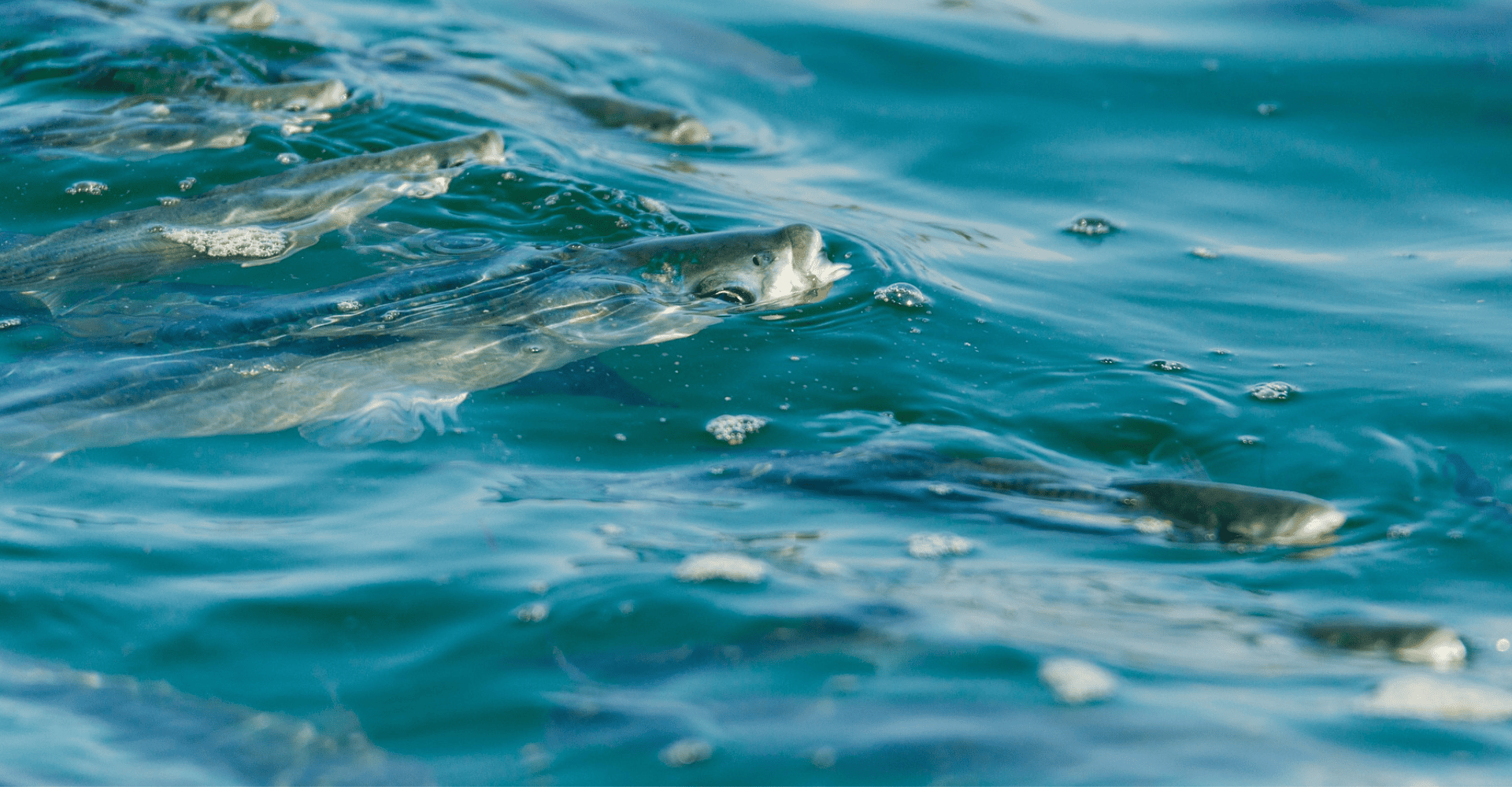 The most farmed fish in aquaculture