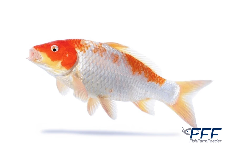Koi Carpa Japonesa