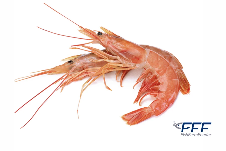 Langostino Austral