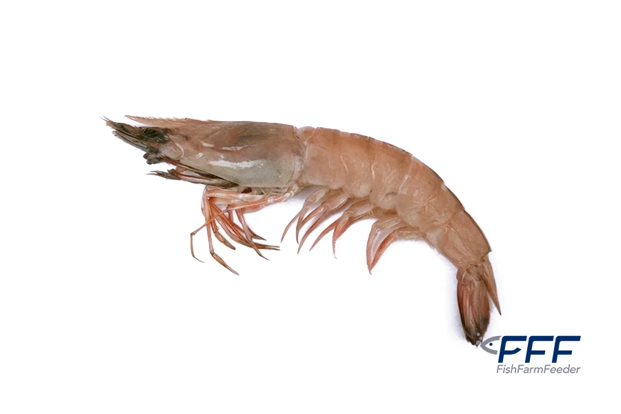 Metapenaeus Monoceros