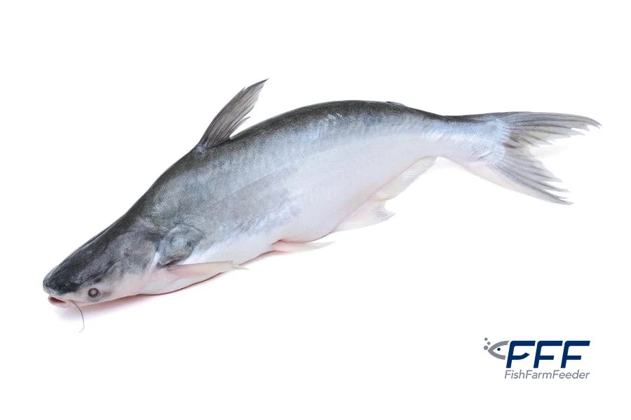Panga Pangasius Bocourti