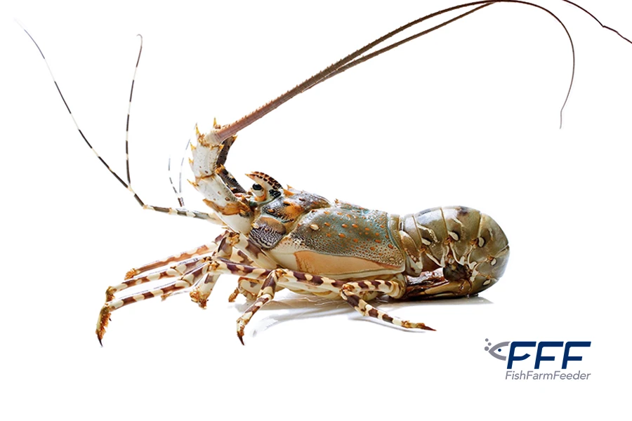 Panulirus Ornatus Lobster0
