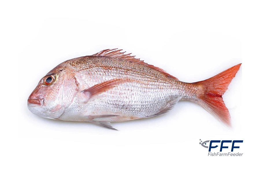 Pargo Snapper