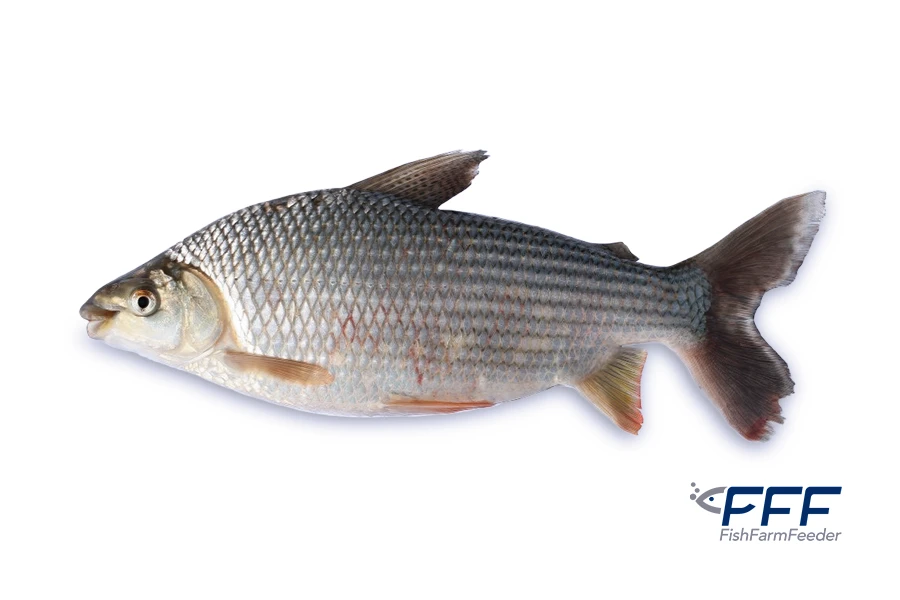 Sabalo Prochilodus Spp