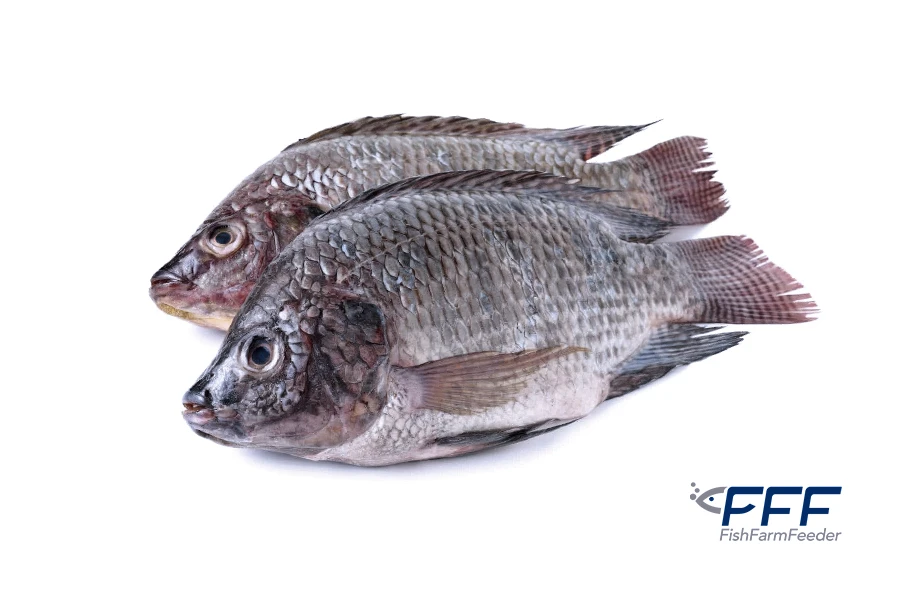 Tilapia Azul