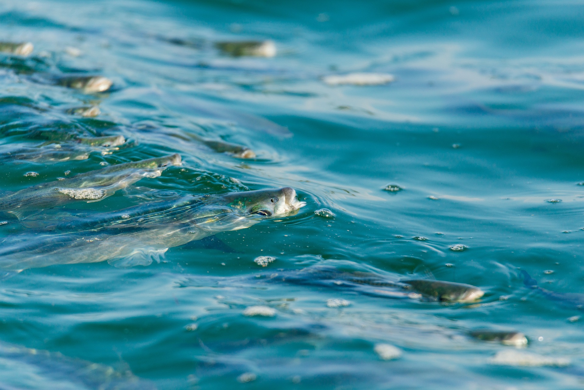 especies-cultivado-acuicultura-mundial